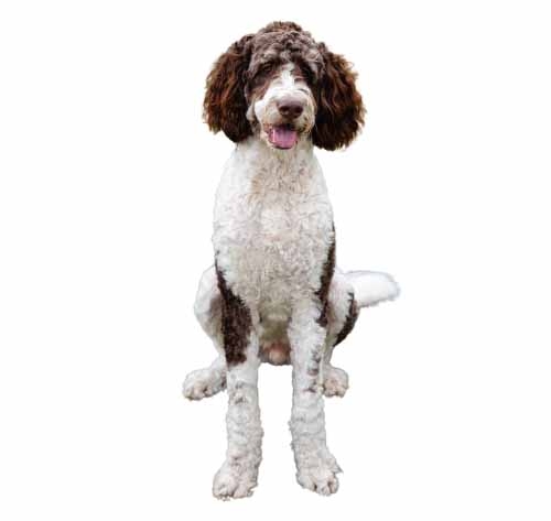 Bernese mountain dog standard poodle cheap